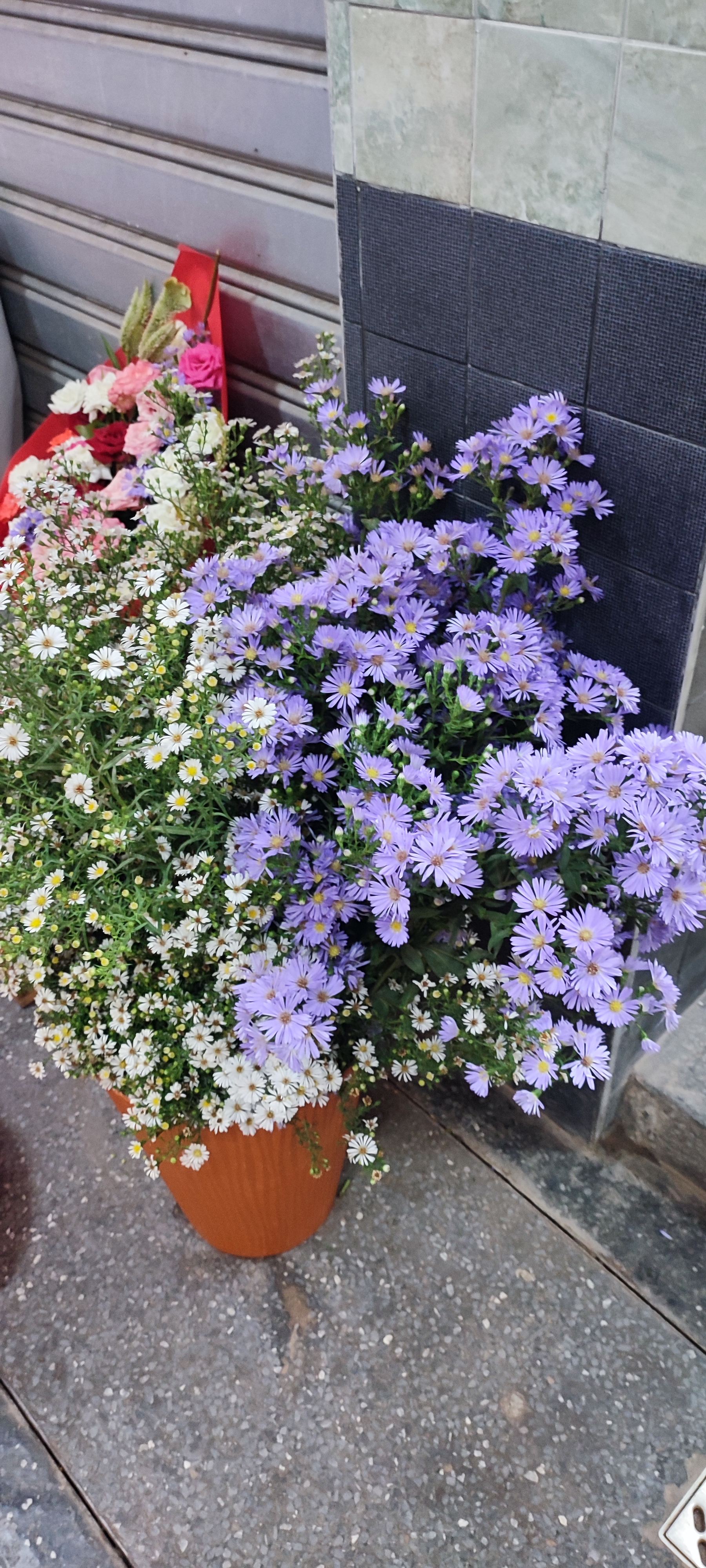 Fleurs violettes 💜